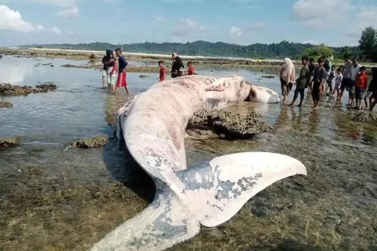 Ikan paus diketemukan mati terpasah di Pulau Simeulue